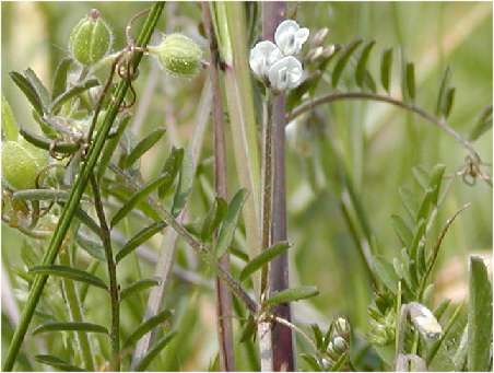 index flors blanques4