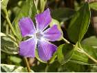 flor vinca