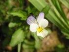 flor violeta tricolor