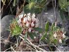 flor vulneraria.htm