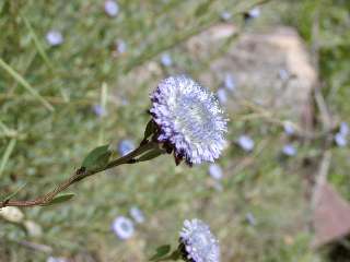 flor foixarda