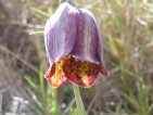 fritillatia