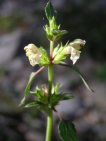 galeopsis blanca