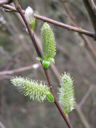 index flors verdes3