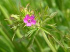 geranium fulla retallada