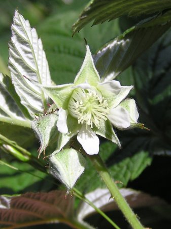 index flors blanques6
