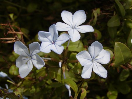index flors blaves4