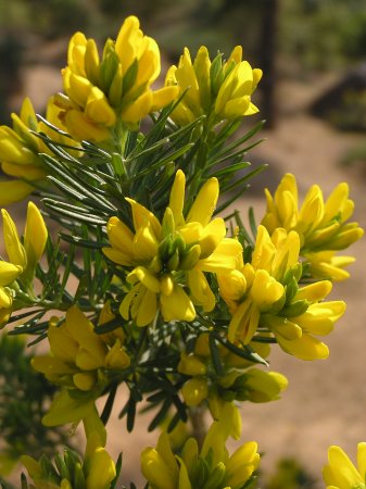 index flors grogues6