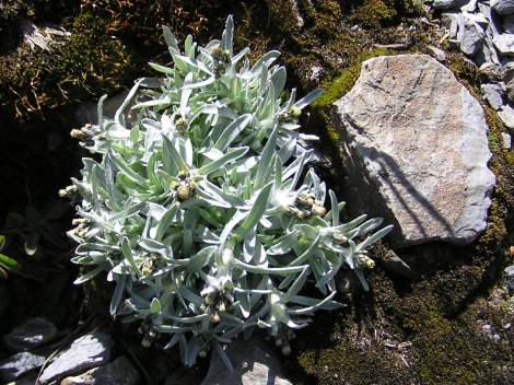 index flors grogues7