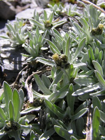 index flors grogues7