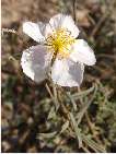 flor helianthemum apenninum