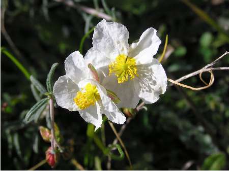 index flors blanques5