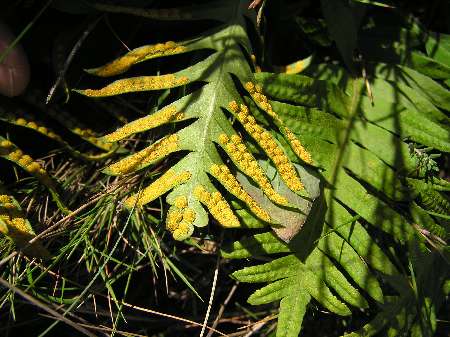 index plantes sense flors 1