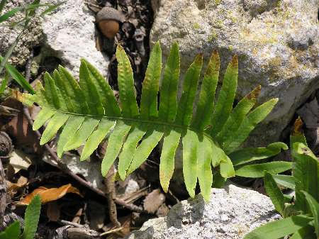 index plantes sense flors 1