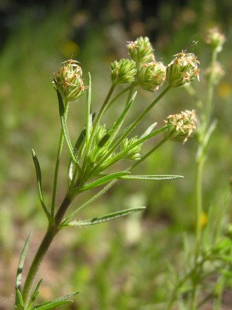 index flors verdes3