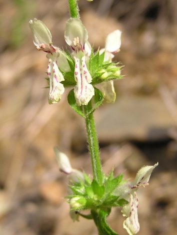 index flors grogues4