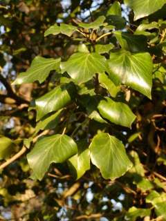 flor heura