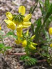 hippocrepis comosa