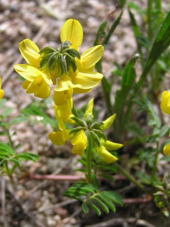 index flors grogues7