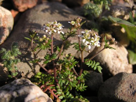 index flors blanques6