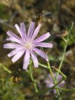 lactuca tenerrima