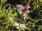 flor lamium .htm