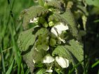 lamium album