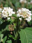 lantana camara