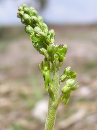 index flors verdes3