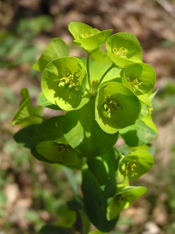 index flors verdes3