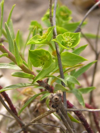 index flors verdes3