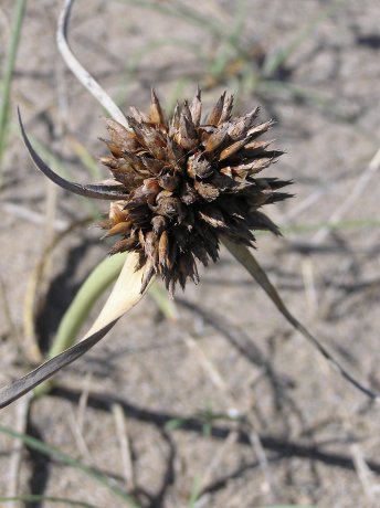 index flors verdes3