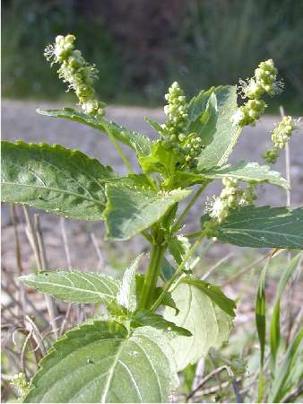 index flors verdes2