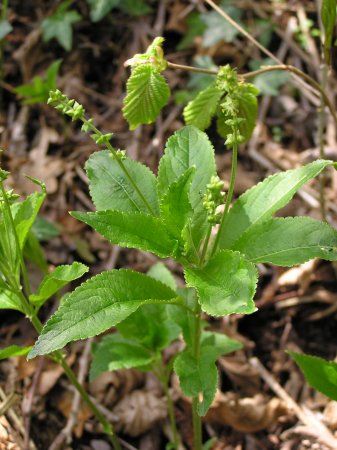 index flors verdes3