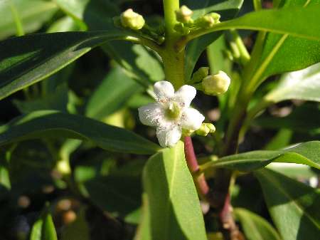 index flors blanques5