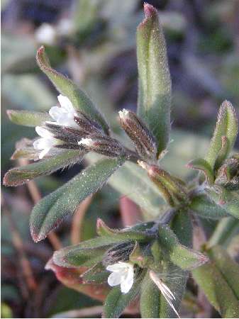 index flors blanques5
