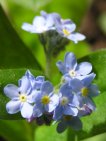 flor myosotis sylvatica