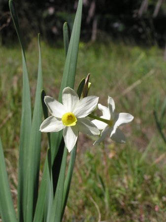 index flors blanques5