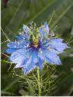 nigella damascena