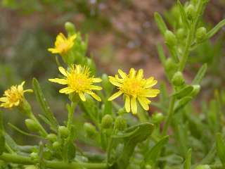 flor olivarda