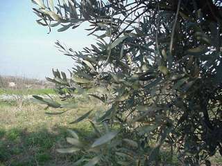 flor olivera
