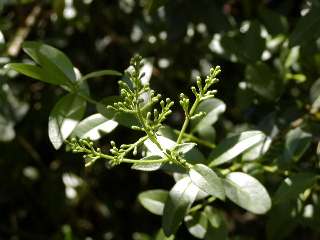 flor olivereta