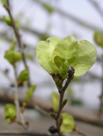 index flors verdes3