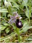 ophrys bertolonii