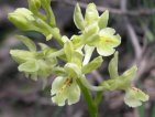 orchis provincialis