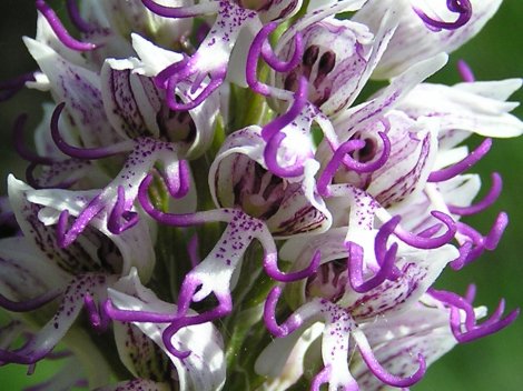 index flors vermelles4