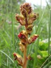 orobanche gracilis