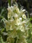 orquidia sambucina