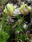 oxytropis campestris