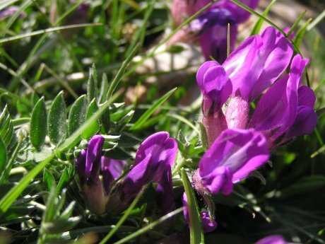 oxytropis montana